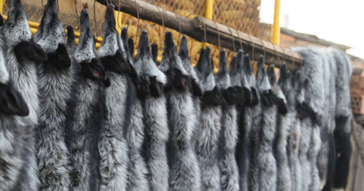 is real fur or fake fur better