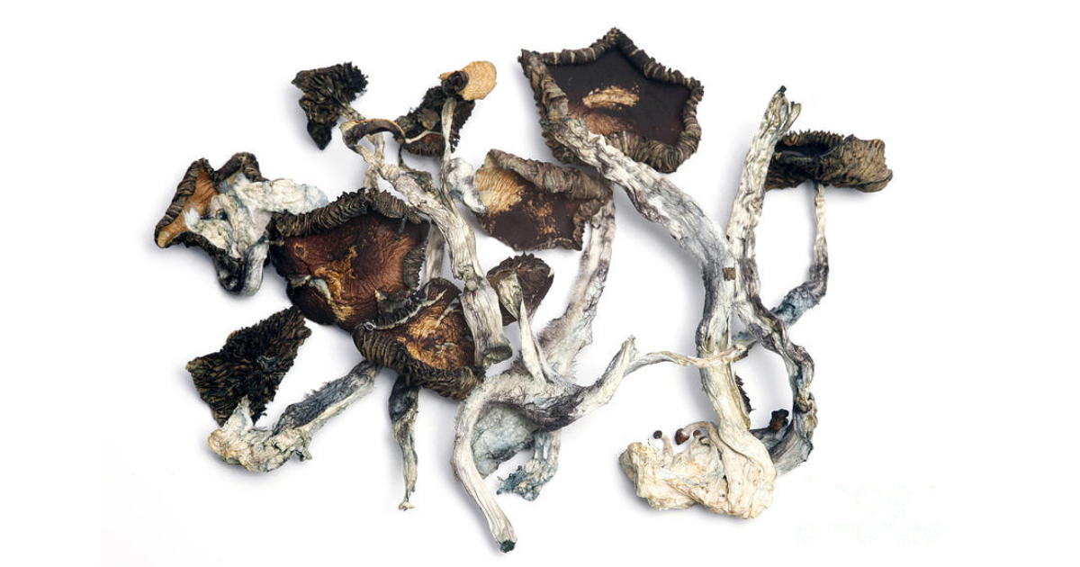 magic mushrooms