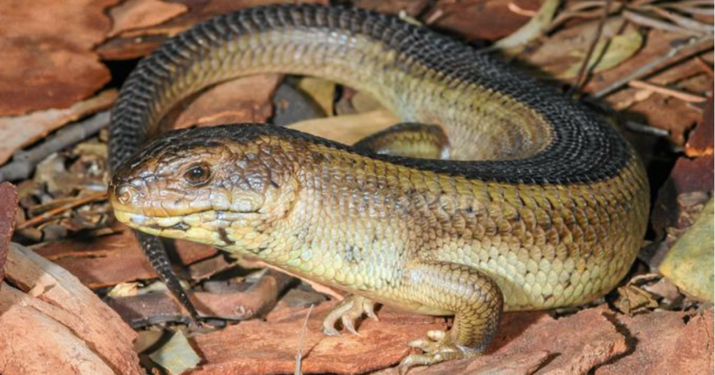 yakka skink stop adani