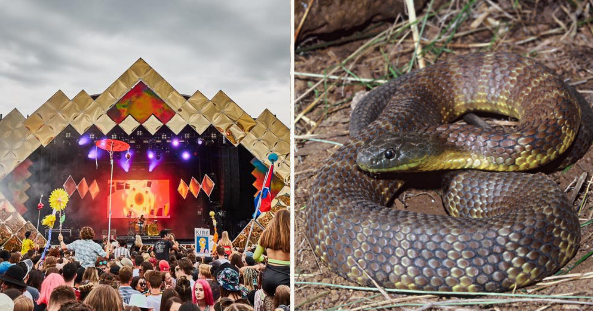 tiger snake lardner beyond the valley fatal bite