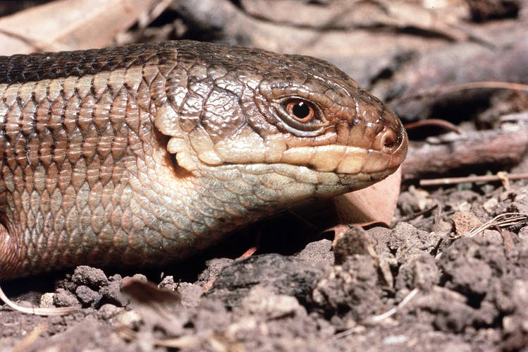 yakka skink stop adani carmichael coal mine